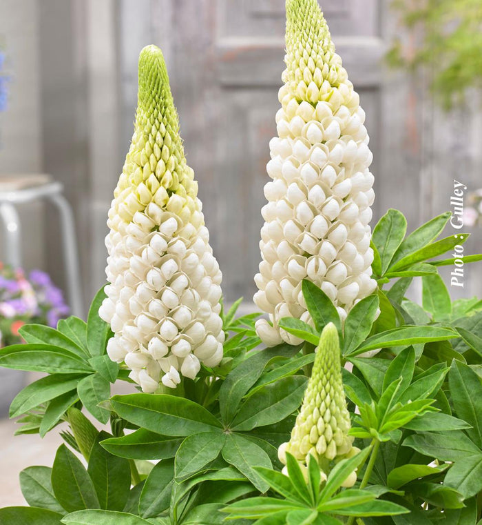 Lupinus Westcountry™ 'Polar Princess'