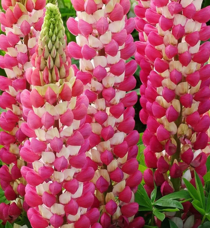 Lupinus Westcountry™ 'Rachel of Thame'