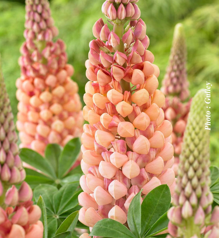 Lupinus Westcountry™ 'Salmon Star'