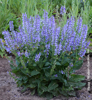 Salvia Color Spires® 'Azure Snow'