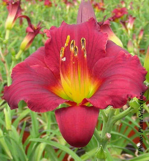 Hemerocallis 'Stella in Red'