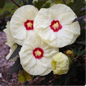 Hibiscus Summerific® 'French Vanilla'