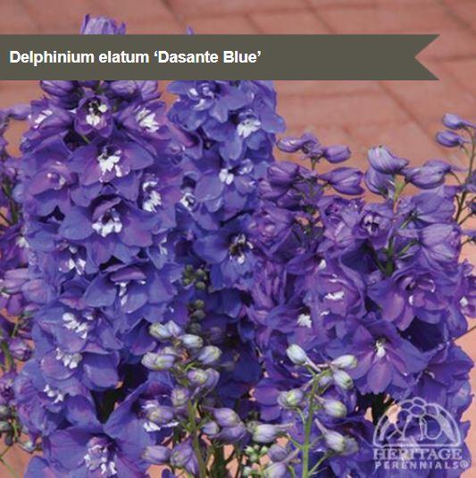 Delphinium 'Dasante Blue'