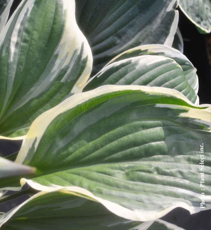 Hosta 'Francee'