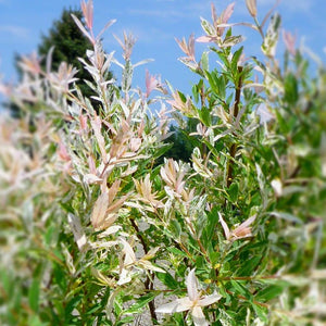 Salix integra 'Flamingo'
