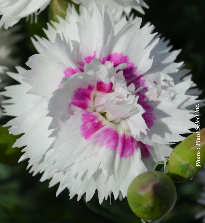 Dianthus EverLast™ White Eye