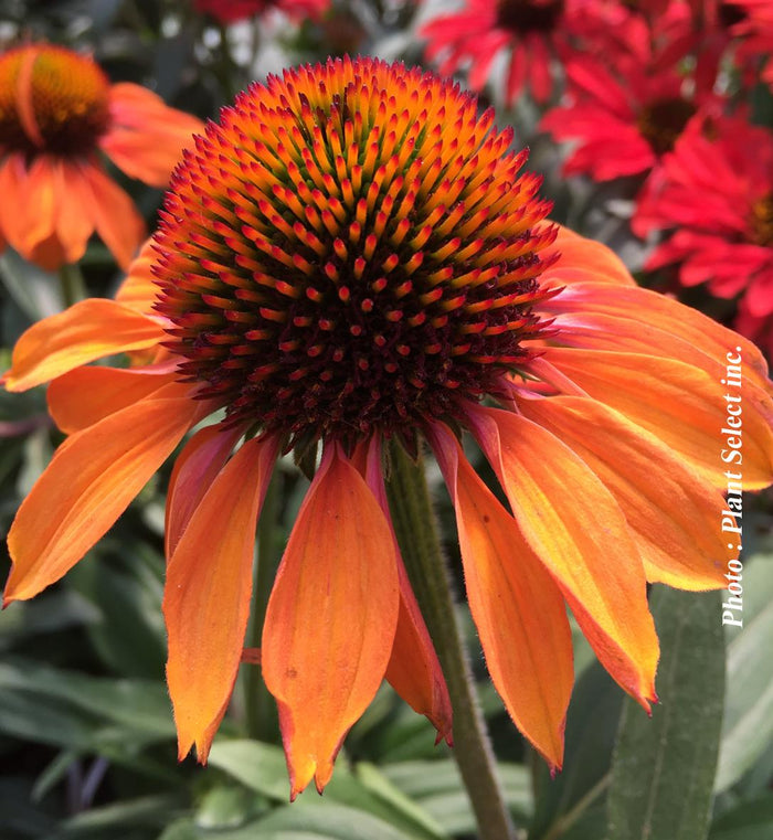 Echinacea Prima™ 'Ginger'