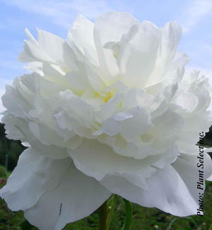 Paeonia lactiflora 'Duchesse de Nemours'