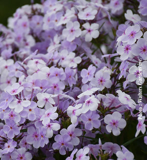 Phlox 'Opening Act Pink a Dot'