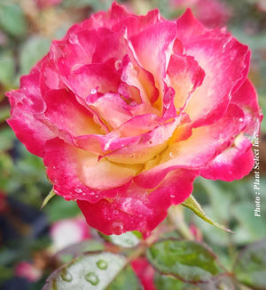 Rosa 'Never Alone'