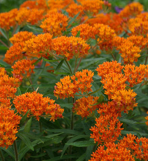 Asclepias tuberosa