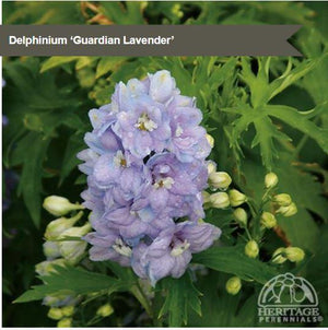 Delphinium 'Guardian Lavender'