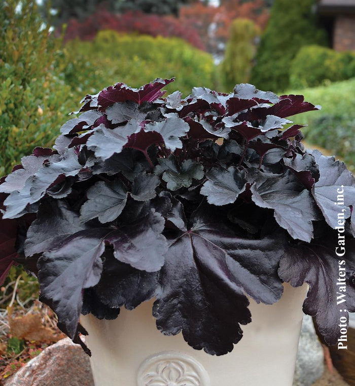 Heuchera Primo® 'Black Pearl'