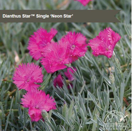 Dianthus Star™ Single ‘Neon Star’