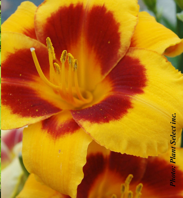 Hemerocallis 'Fooled Me'