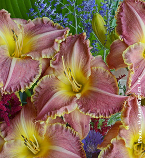 Hemerocallis 'Judy Judy'