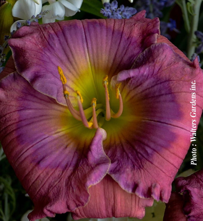 Hemerocallis 'Lavender Blue Baby'