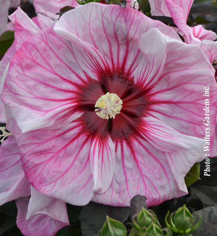 Hibiscus Summerific® 'Cherry Choco Latte'