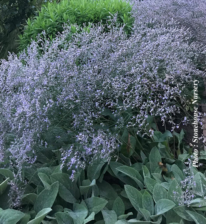 Limonium latifolium