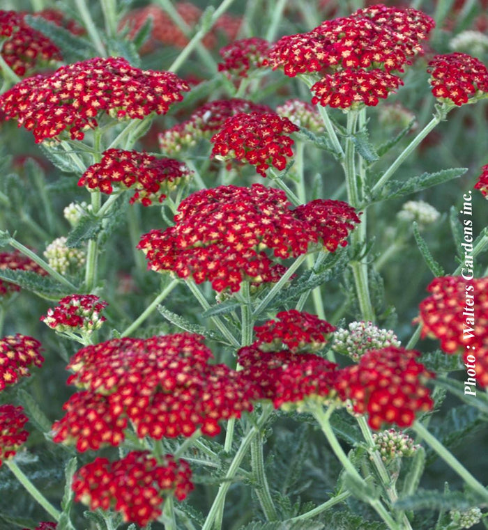 Achillea 'Sassy Summer Sangria'
