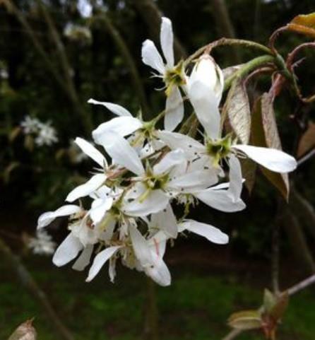 Amelanchier canadensis