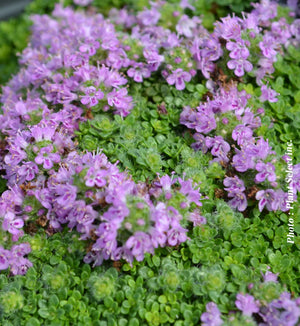 Thymus arcticus