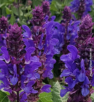 Salvia 'Blue Marvel'