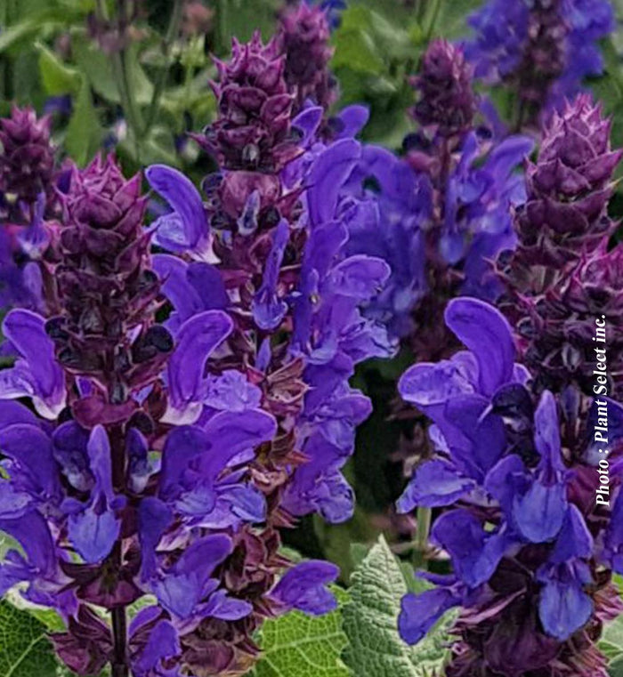 Salvia 'Blue Marvel'