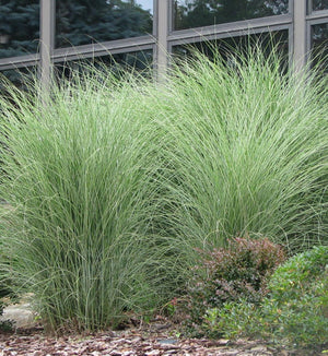 Miscanthus 'Silberfeder'