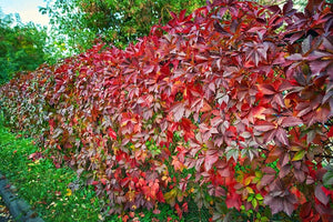 Parthenocissus quinquefolia
