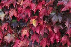 Parthenocissus tricuspidata