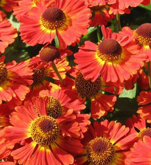 Helenium Mariachi™ 'Salsa'