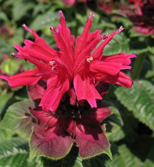 Monarda 'Fireball'