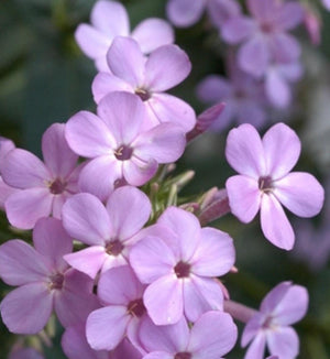 Phlox 'Jeana'