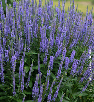 Veronica 'Blue Skywalker'