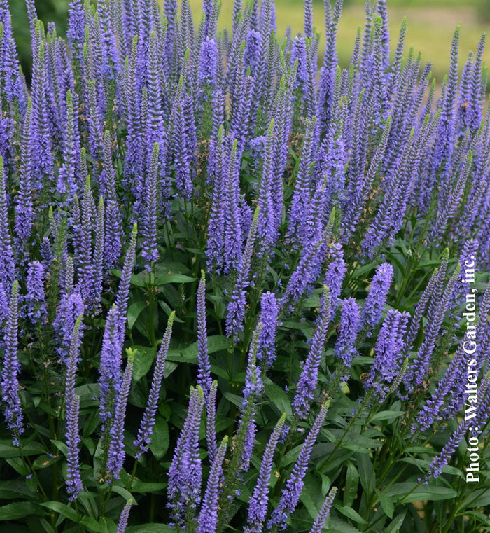 Veronica 'Blue Skywalker'