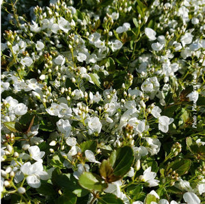 Veronica 'Whitewater'