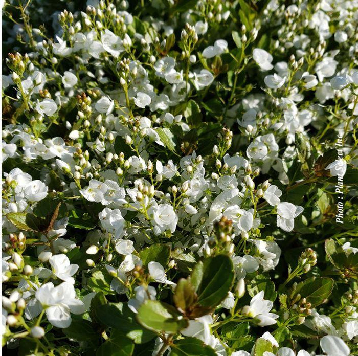 Veronica 'Whitewater'