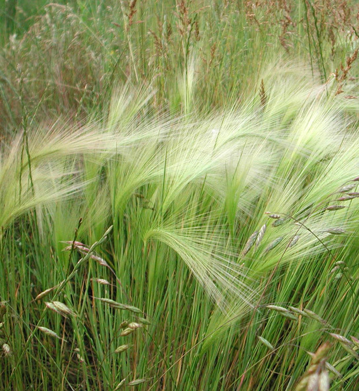 Hordeum jubatum