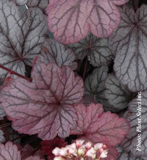 Heuchera City™ 'Shangai'