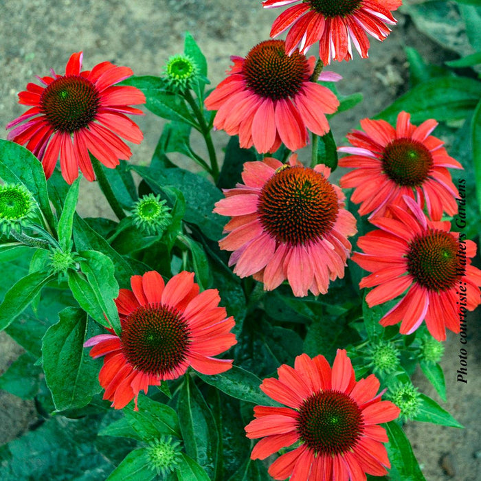 Echinacea Color Coded® 'Frankly Scarlet'