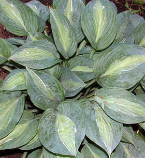 Hosta 'Kiwi Full Monty'