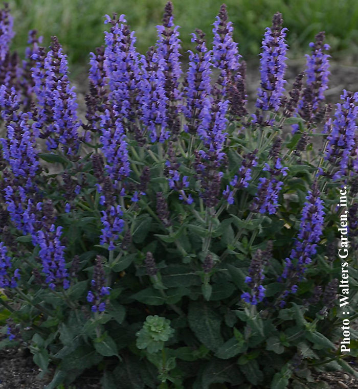 Salvia 'Bumbleblue'
