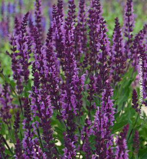 Salvia 'Bumbleberry'
