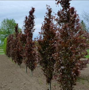 Fagus sylvatica 'Dawyck Purple'