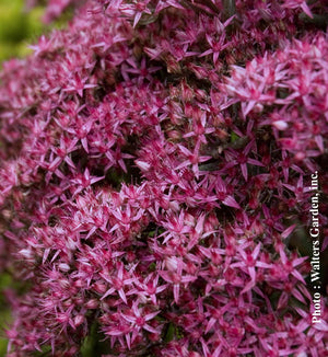 Sedum 'Mr. Goodbud'