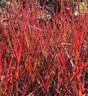 Andropogon 'Red October'