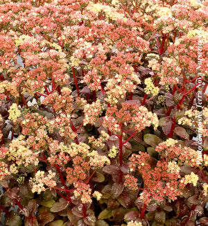 Sedum 'Peach Pearls'