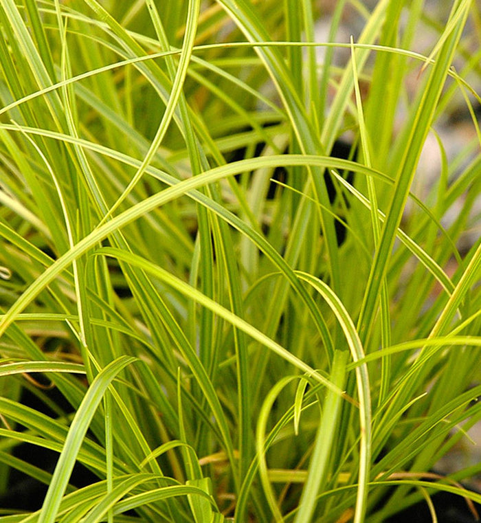 Carex 'Gold Fountains'
