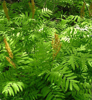 Osmunda regalis